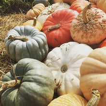 Load image into Gallery viewer, Fancy Schmancy Pumpkins Remix